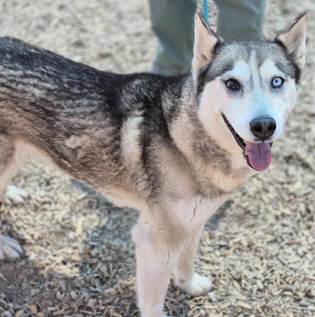 adoptable Dog in Albuquerque, NM named PANCHITA