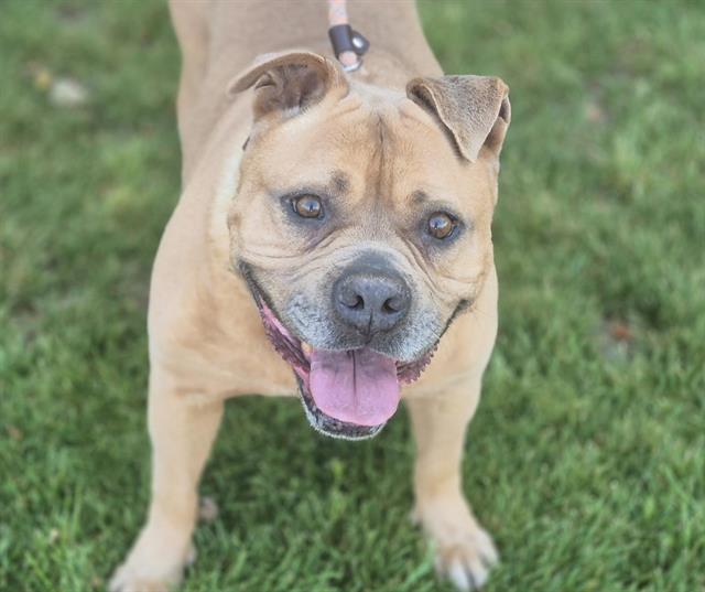 adoptable Dog in Albuquerque, NM named BROWNIE