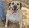 adoptable Dog in  named TIPPER