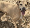 adoptable Dog in  named MILEY