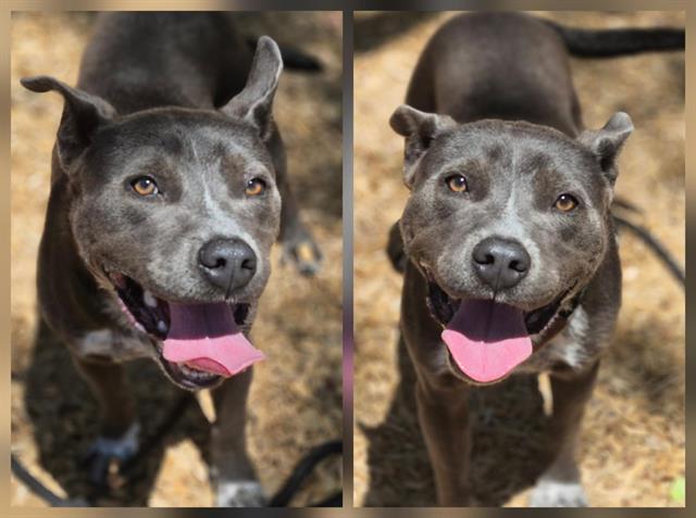 adoptable Dog in Albuquerque, NM named JACK