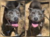 adoptable Dog in  named JACK