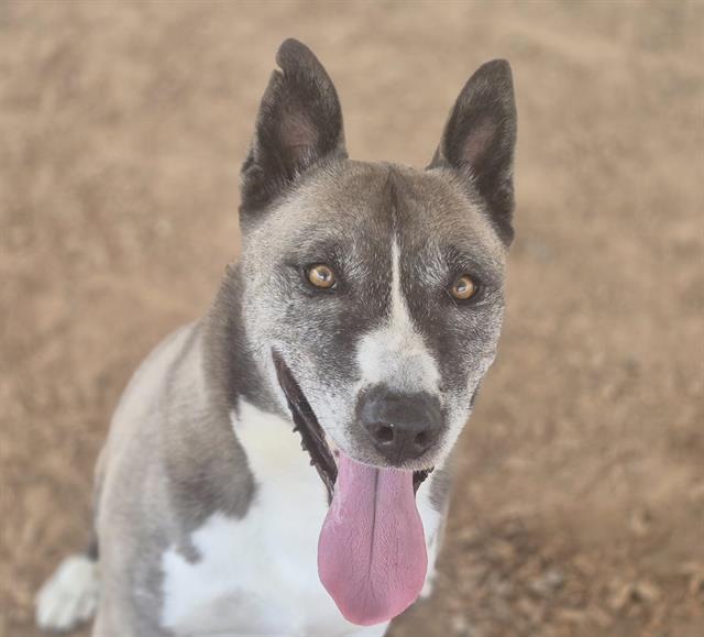 adoptable Dog in Albuquerque, NM named SOX