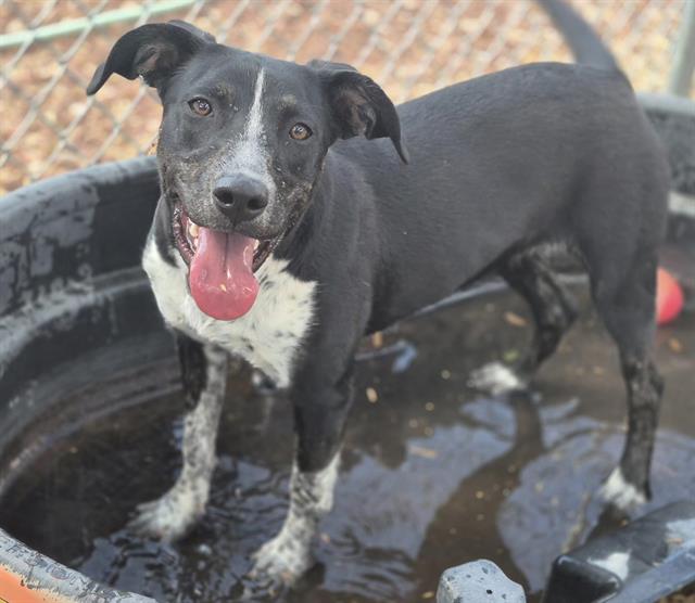 adoptable Dog in Albuquerque, NM named RIO