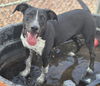 adoptable Dog in  named RIO
