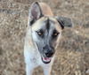 adoptable Dog in  named HADES