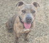 adoptable Dog in  named FORTNEY
