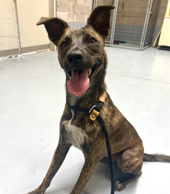 adoptable Dog in Albuquerque, NM named BAILEY