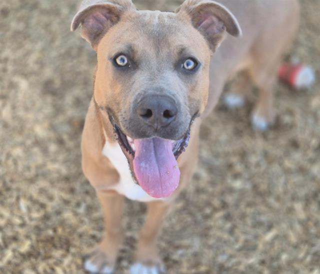 adoptable Dog in Albuquerque, NM named WALDO