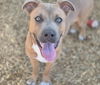 adoptable Dog in  named WALDO