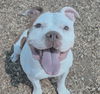 adoptable Dog in  named CHUNKY