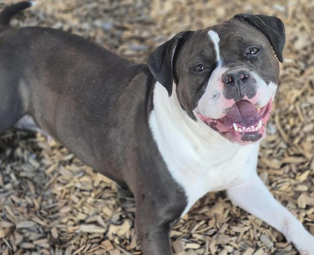 adoptable Dog in Albuquerque, NM named TEMPLE