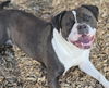 adoptable Dog in  named TEMPLE