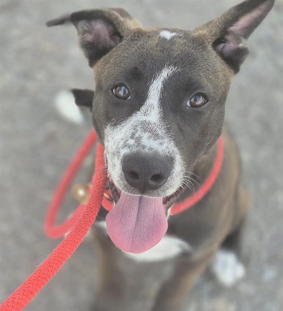 adoptable Dog in Albuquerque, NM named MIKO