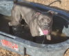 adoptable Dog in  named YAMAHA