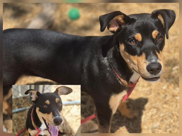 adoptable Dog in Albuquerque, NM named LUNA