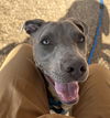 adoptable Dog in  named VIRGINIA