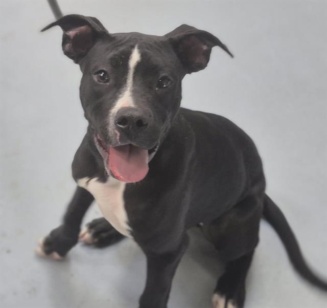 adoptable Dog in Albuquerque, NM named CHICA