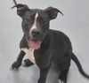 adoptable Dog in  named CHICA
