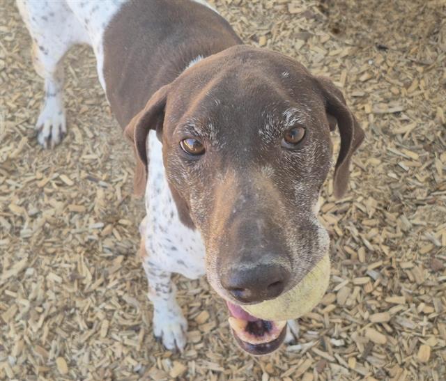adoptable Dog in Albuquerque, NM named POLLUCK