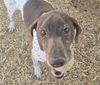 adoptable Dog in  named POLLUCK