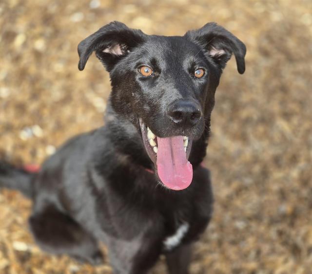adoptable Dog in Albuquerque, NM named RYDER