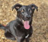 adoptable Dog in  named RYDER