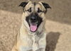 adoptable Dog in  named MAZAPAN