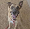 adoptable Dog in  named NALA