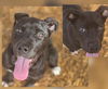 adoptable Dog in  named REBA