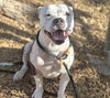 adoptable Dog in  named SWEETS