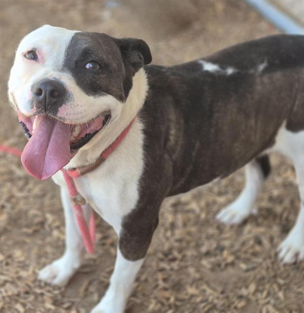 adoptable Dog in Albuquerque, NM named MOLLY