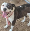 adoptable Dog in  named MOLLY