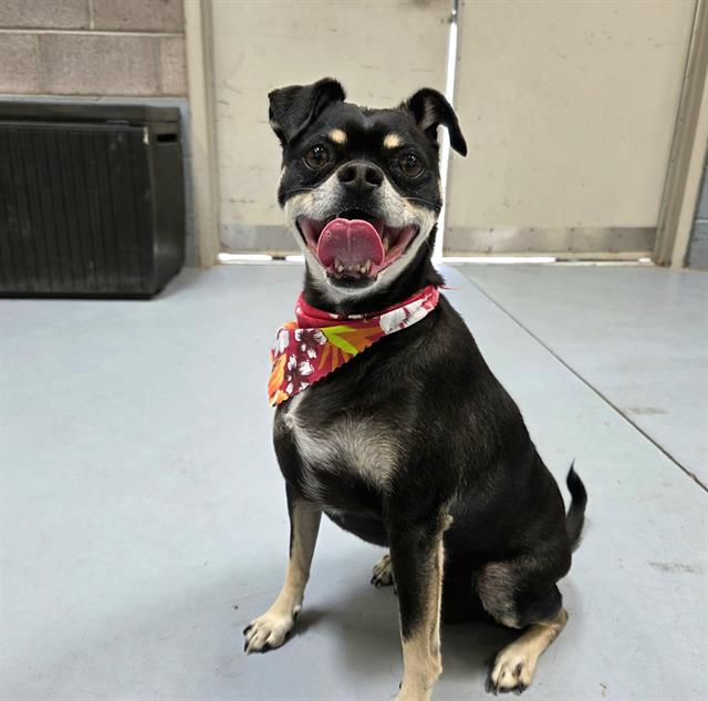 adoptable Dog in Albuquerque, NM named JAX