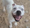 adoptable Dog in  named SNOW