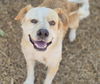 adoptable Dog in  named CHELSEA