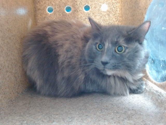 adoptable Cat in Albuquerque, NM named TERRA