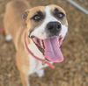 adoptable Dog in  named JESSICA