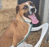 adoptable Dog in  named JESSEY