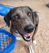 adoptable Dog in  named VALLEY