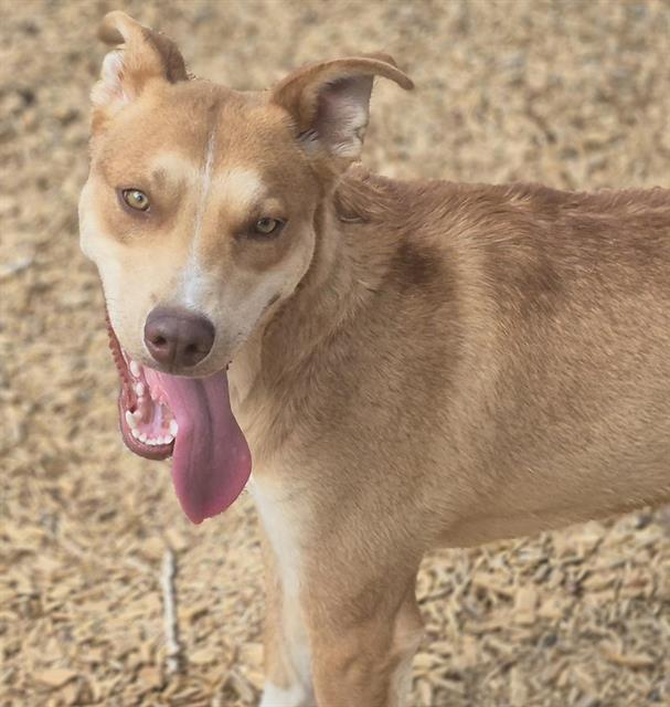 adoptable Dog in Albuquerque, NM named THOR
