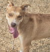 adoptable Dog in  named THOR