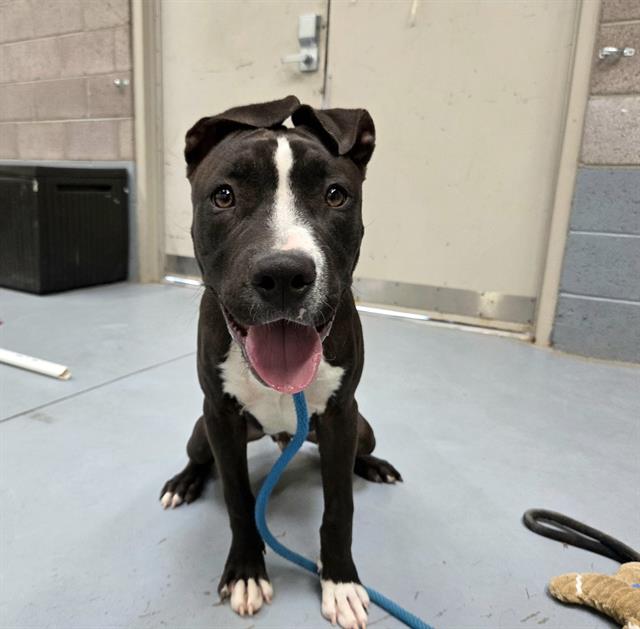 adoptable Dog in Albuquerque, NM named CHICKEN NUGGET