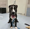 adoptable Dog in  named CHICKEN NUGGET