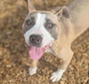 adoptable Dog in  named ANU