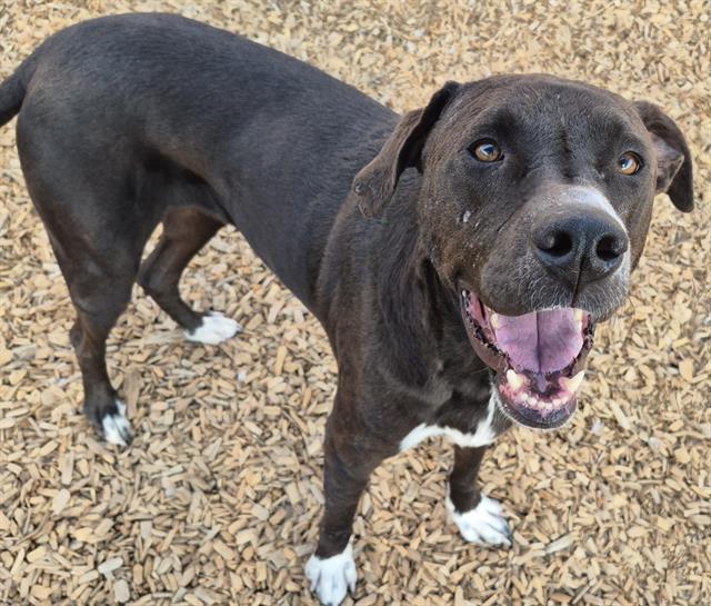 adoptable Dog in Albuquerque, NM named ARLO