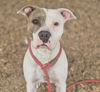 adoptable Dog in  named COCO