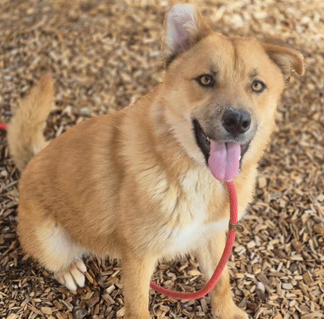 adoptable Dog in Albuquerque, NM named TOTO