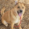 adoptable Dog in  named TOTO