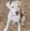 adoptable Dog in , NM named STYLES